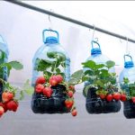 آموزش گام‌ به‌ گام پرورش توت فرنگی با بطری پلاستیکی در منزل