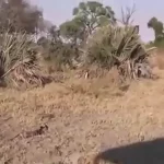فیلم / کمک بابون ها به گوزن برای فرار از دست پلنگ