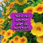 جملات سلام صبح بخیر زیبا + فیلم