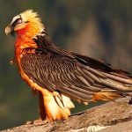 عکسی بی‌نظیر از همای سعادت که پربازدید شد