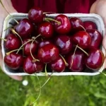 فواید باور نکردنی گیلاس روی مغز و کاهش استرس + طرز تهیه سوپ سرد آن