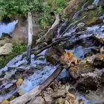 فیلم زیبایی آرامش‌بخش آبشار وارک در لرستان