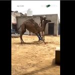 زندگی دوباره شتر پاکستانی با پای مصنوعی! + عکس