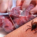 تعداد فوتی های تب خونریزی‌دهنده کریمه کنگو در عراق به ۳۰ نفر رسید