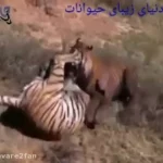 فیلم برخورد خونین دو ببر قدرتمند