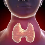 تیروئید چیست و چگونه روی مغز، قلب و خلق‌وخو تأثیر می‌گذارد؟