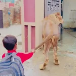 فیلم پسر مدرسه‌ای با دم شیر بازی می‌کند