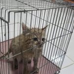 افزایش محسوس گربه‌گزیدگی در مناطق شمال و شرق تهران