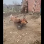 فیلم درگیری سه مرغ با یک سگ