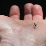 گسترش فعالیت پشه آئدس با بارش‌های پاییزی / هشدار گسترش تب دنگی در مناطق شمالی و جنوبی