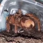 فیلم شکار جالب موش توسط رتیل