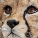 مشاهده «تلما» پس از ۳ سال در توران