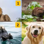 شخصیت شناسی در ۵ دقیقه : اولین حیوانی که می بینید، راز درونی شما را فاش می کند!