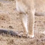 فیلم ترفند حیرت‌انگیز شغال برای گول زدن شیر