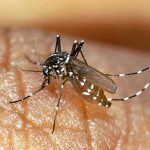 هشدار روند افزایشی ابتلا به تب دنگی در هرمزگان