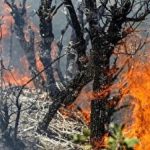 پاسخ غیرمنتظره سازمان منابع طبیعی درباره خسارت جنگل الیت+ فیلم