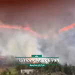 آتش‌سوزی باغ چای در کومله استان گیلان پس از سه ساعت مهار شد