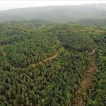 جنگل‌های آفریقا به منبع اصلی کربن تبدیل شده‌اند