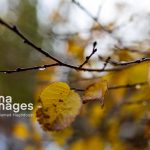 زمان آغاز موج جدید بارش‌ها مشخص شد