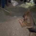 مرگ دلخراش تیدا سگ بازیگر در فیلم متری شیش و نیم + فیلم