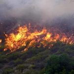 یک پنجم جنگل‌های الیت از بین رفت!