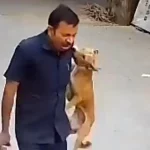 فیلم حمله وحشیانه سگ به شهروند هندی