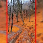 فیلم مناظر پاییزی روستای چورت ساری