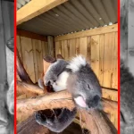 فیلم استراحت دلنشین کوالا روی شاخه‌ها