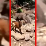 فیلم شکار بزغاله توسط کومودو در طبیعت