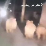 پناه‌آوردن خرس‌ها به روستای عور مشگین‌شهر به دلیل سرمای شدید+ فیلم